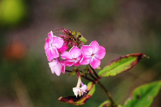 Pink Fall phlox flowers
