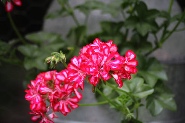 Magenta strong colored Pelargonium peltatum