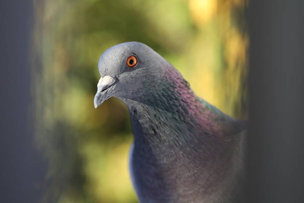 istock Grey pigeon in closeup, summer city birds 2178088607