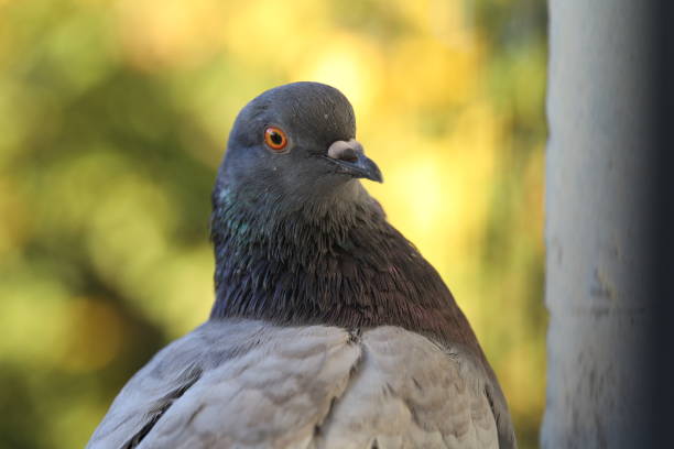 Wild pigeon sitting on an old dome-shaped lattice in a garden with tree in Fuerteventura
