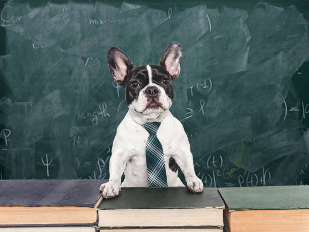 istock Cute puppy and old books on a blackboard background 2178090905