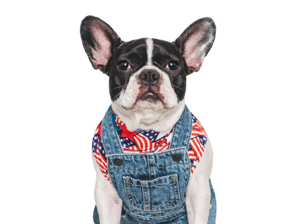 istock Cute puppy and denim overalls. Studio shot 2178091058