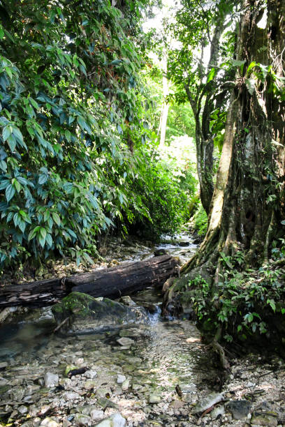 istock A large tree with thick roots intertwines through the rocks and stones of the ancient ruins in Palenque, Mexico 2178094224
