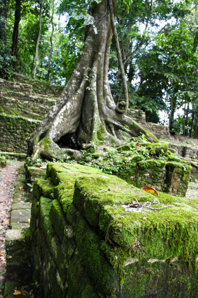 A powerful tree with massive, thick roots weaving through the rocks and stones of the ancient Maya ruins in Palenque, Mexico. The roots have become entangled with the centuries-old structures