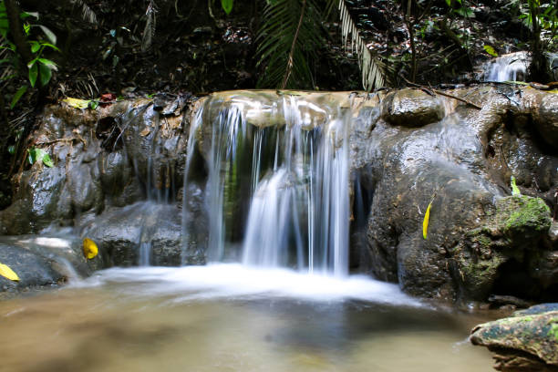 A tranquil river winding through the dense jungle foliage of Palenque, Mexico, surrounded by lush greenery and tropical plants. The water flows gently through the forest, its clear surface reflecting the surrounding foliage