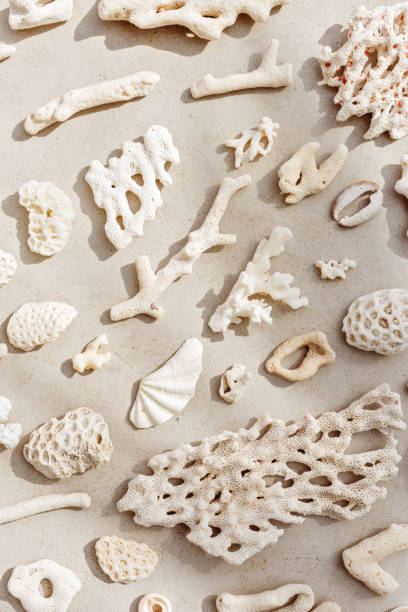 istock Assorted natural Seashells and corals at sunlight, summer nature still life from shell, coral pieces arranged on grey beige background, minimal style trend vertical pattern, neutral tones, top view 2178095606