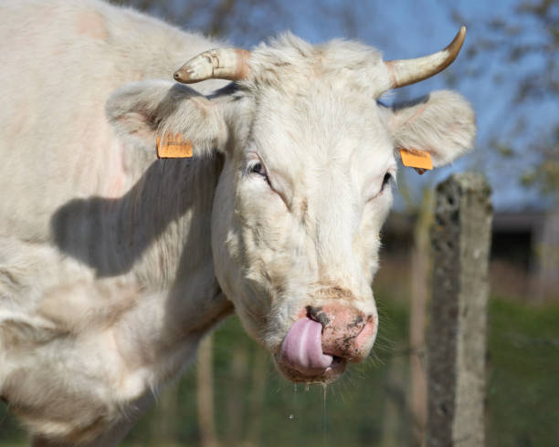 istock Close up head shot of white cow 2178096995
