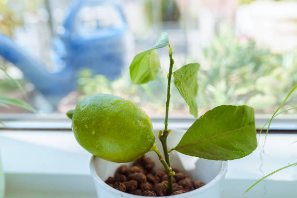 exotics on windowsill, grown citrus lemon in flowerpot with fruit. lemon fruit grown on a branch