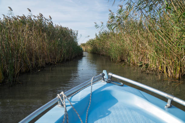 A boat is traveling down a river with tall grass on the banks
