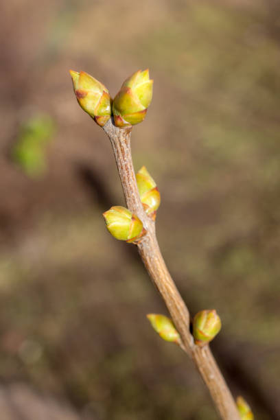 istock lilac branch with buds in early spring 2178098160