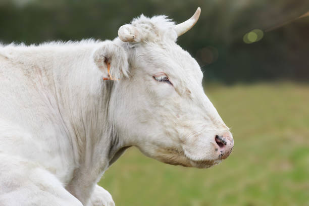 istock Close up of white cow on meadow 2178098226