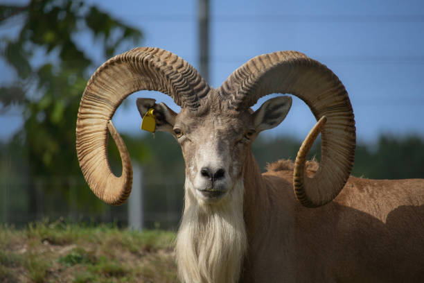 Male argali. Wild Altai mountain sheep with mighty spiral horns.