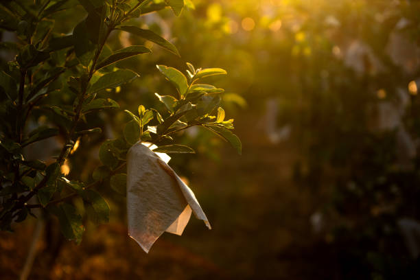 Guava garden in Thailand