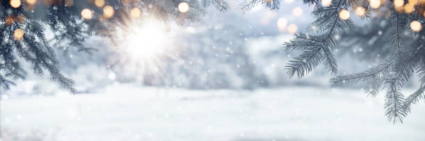Fir branches on snowy sunny day