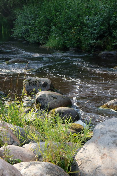mountain river among stones and green bushes