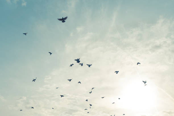 istock Birds flying with sky and sun at the background. 2178101264