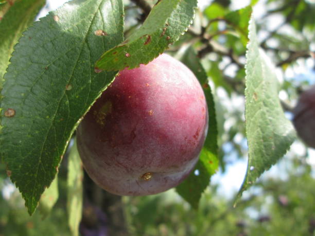 istock A single, ripe purple plum dangles from a leafy branch in an orchard, illuminated by sunlight, reflecting the essence of late summer harvest and natures beauty. 2178104017