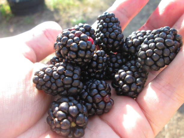 istock A hand is filled with freshly picked blackberries, shining under the sunlight, highlighting their rich color and texture against the background of an orchard. 2178104534