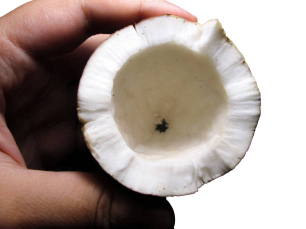 A person holds a freshly sliced coconut revealing its smooth white interior, emphasizing the fresh texture and unique shape of the fruit, against a bright backdrop