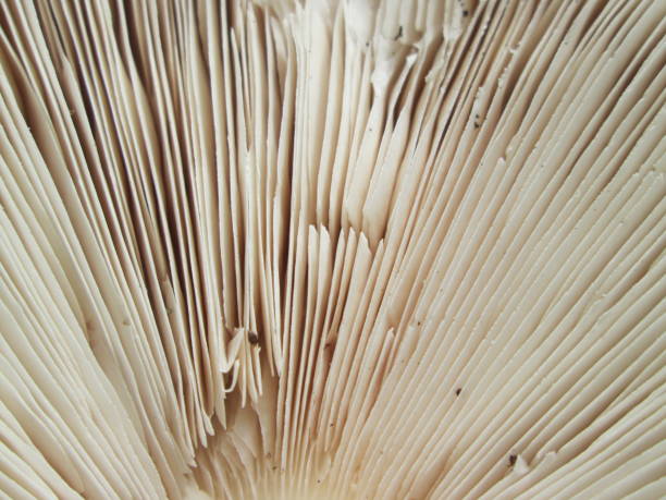 istock The delicate gills of a mushroom display intricate patterns and textures, highlighting natures beauty in a local forest during the vibrant early autumn season. 2178104664