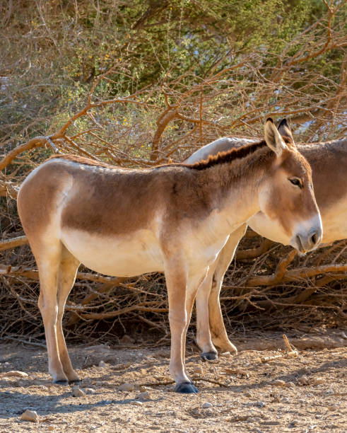istock Young foal Onager (Equus hemionus) in nature reserve park, Middle East 2178105982