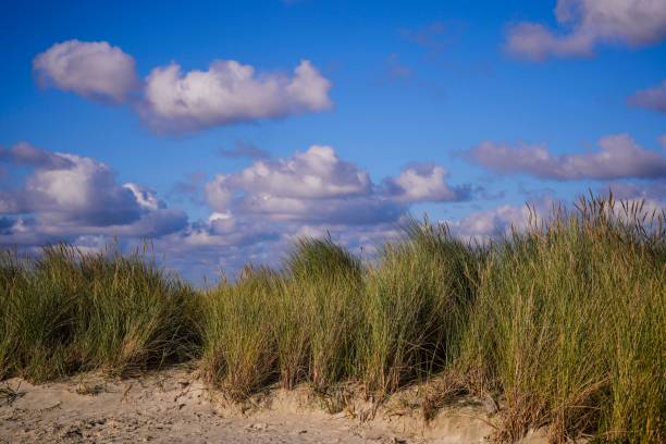 Norddeich ,East Frisia, Germany. Grass in the dunes of Norddeich at the German north sea coast  October 3rd, 2024