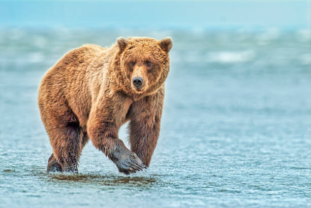 istock Coastal Brown Bear Fishing for Salmon 2178107089