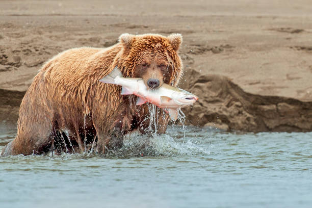 istock Brown Bear with Freshly Caught Salmon 2178107117