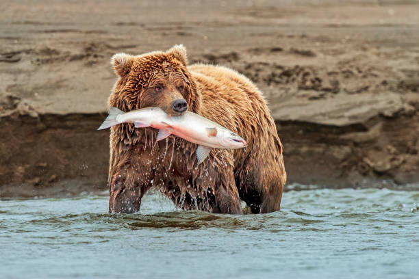 istock Brown Bear with Salmon in Mouth 2178107126