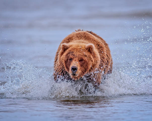 istock Coastal Brown Bear Fishing for Salmon 2178107143