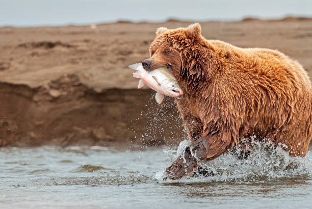 istock Coastal Brown Bear Running with Salmon in Jaws 2178107147
