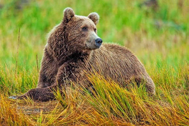 istock Coastal Brown Bear Surveying His Territory 2178107165