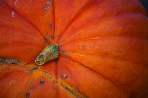 A single orange pumpkin sits in the grass on a beautiful fall day with lots of copy space.