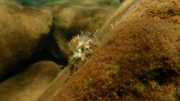 istock Sea squirt Polycarpa cf. mamillaris var. undersea, Aegean Sea 2178107247