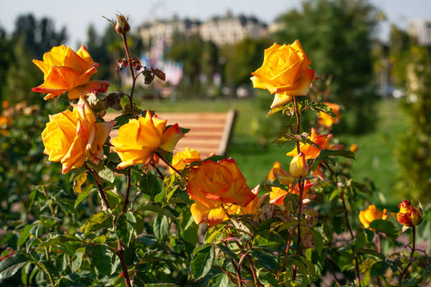Yellow roses decorating the park with benches in autumn. In the background there are multi-storey buildings and tall trees.
