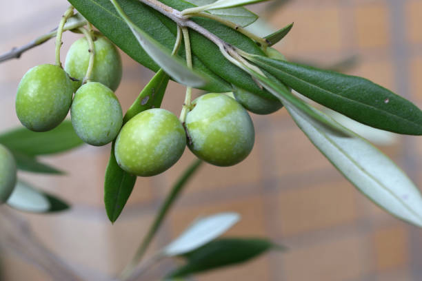 Olive fruit on an olive tree photographed outdoors.