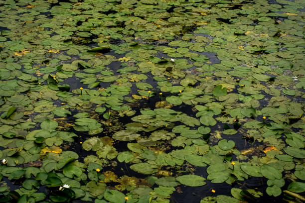 This captivating photo features a cluster of delicate white water lilies blooming amidst a bed of large, green lily pads on a calm pond. The lilies, scattered throughout the frame, contrast beautifully against the rich green of the lily pads and the dark water below. The details of the pads, some slightly weathered, add texture and depth, while the reflections on the water create a sense of serenity and natural harmony. The image captures the elegance and tranquility of aquatic life, making it perfect for moments of quiet reflection.