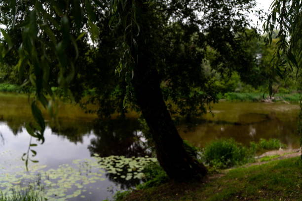This peaceful scene features a calm river surrounded by lush greenery and vibrant trees on a sunny day. The blue sky is dotted with soft, white clouds, perfectly reflected in the water below. Overhanging willow branches frame the image, enhancing the feeling of natural serenity. The untouched nature, with its dense foliage and clear water, invites you to relax and enjoy the tranquility of the outdoors.