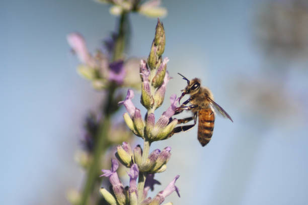 A macro photograph of a European Honey Bee on a long purple flower stalk