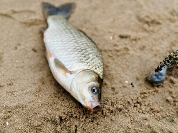 fish photo close-up. carp swims in the lake. the water in the reservoir is clean, sand is visible.