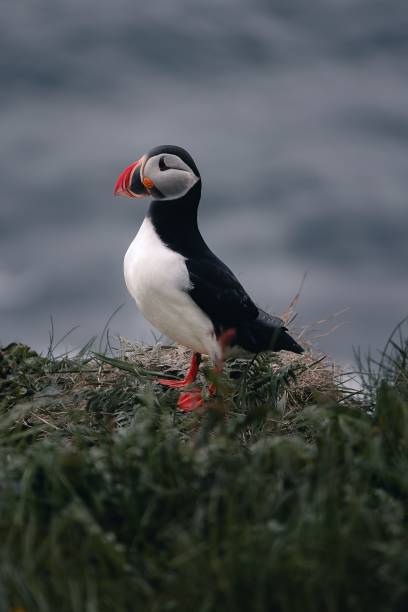 istock Puffin on a grassy cliff edge with an ocean background. 2178113045