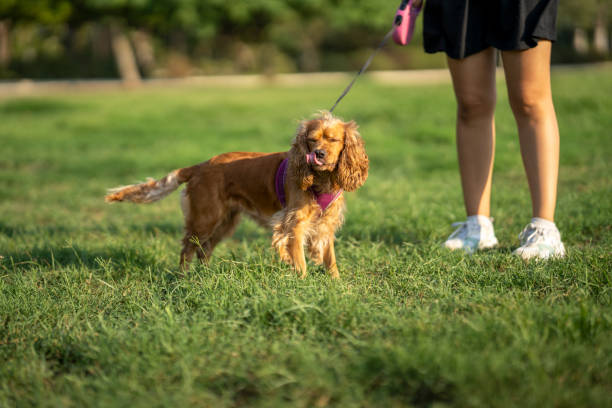istock Cocker spaniel dog licking its lips with tongue 2178113339