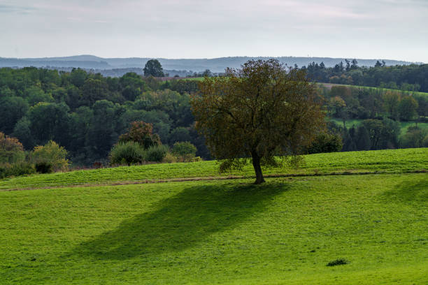 istock A Beautiful Scenic Green Landscape Featuring a Lone Tree Surrounded by Soft Shadows 2178113579