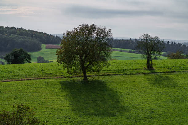 A tranquil and serene landscape that showcases a solitary tree casting beautiful shadows on lush green grass