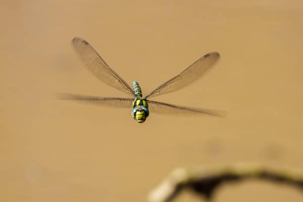 A colorful dragonfly hovers above the calm water, showcasing the breathtaking beauty of natures wonders