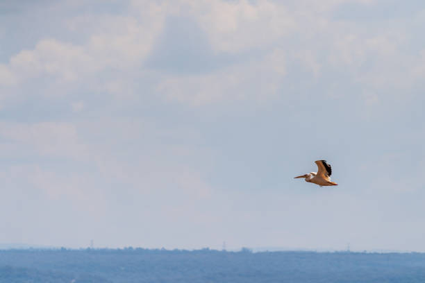 Telephoto of a Great White Pelican -Pelecanus onocrotalus- in flight over Lake Nakuru national park, Kenya
