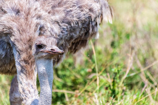 istock Ostriches in the Ngorogoro Crater 2178113911