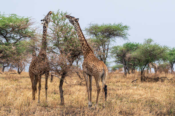 istock Masai Giraffe in the Serengeti 2178113926