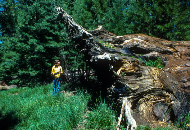 istock Yosemite NP - Visitor by Fallen Sequoia - 1978 2178115835