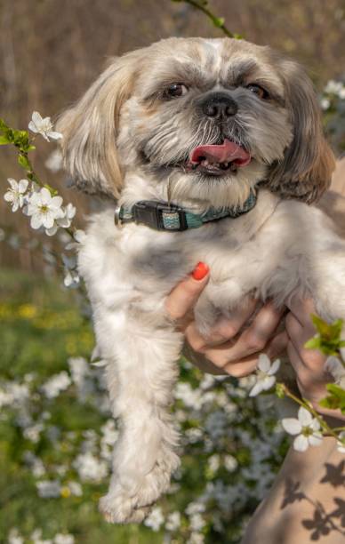istock Shih Tzu dog walking in nature 2178122304